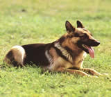 Adestramento de cães em Santa Cruz - RJ